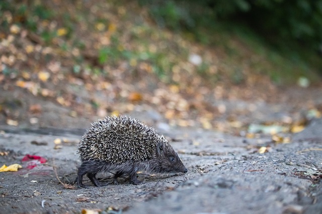 连胜势头至 连胜势头至
