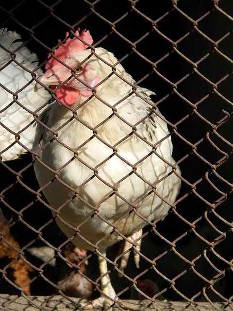 为癞子就可 为癞子就可