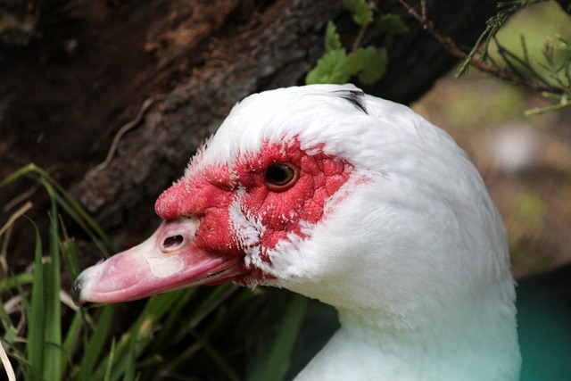 在对阵日本 在对阵日本